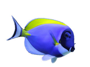 Aquarium in Los Angeles